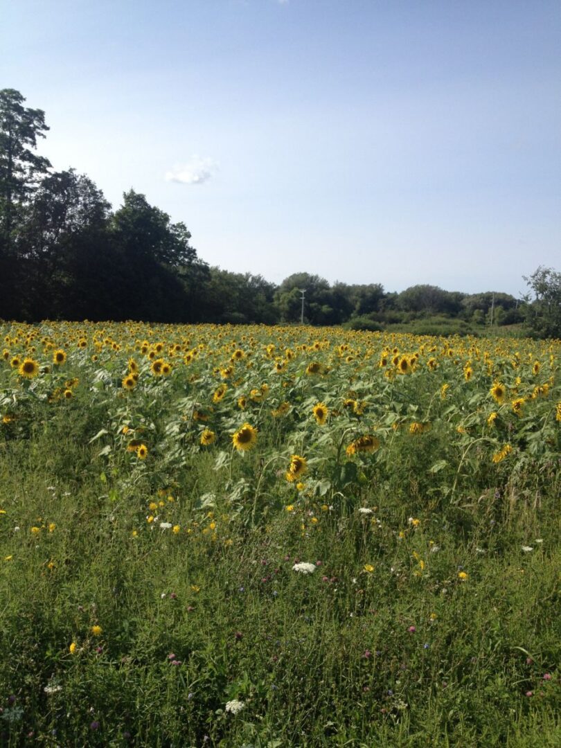 A field of sunflowers in the middle of a forest.