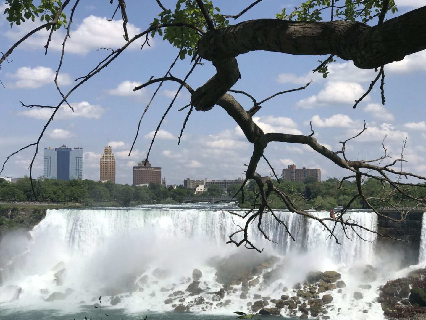 A tree branch in front of the falls
