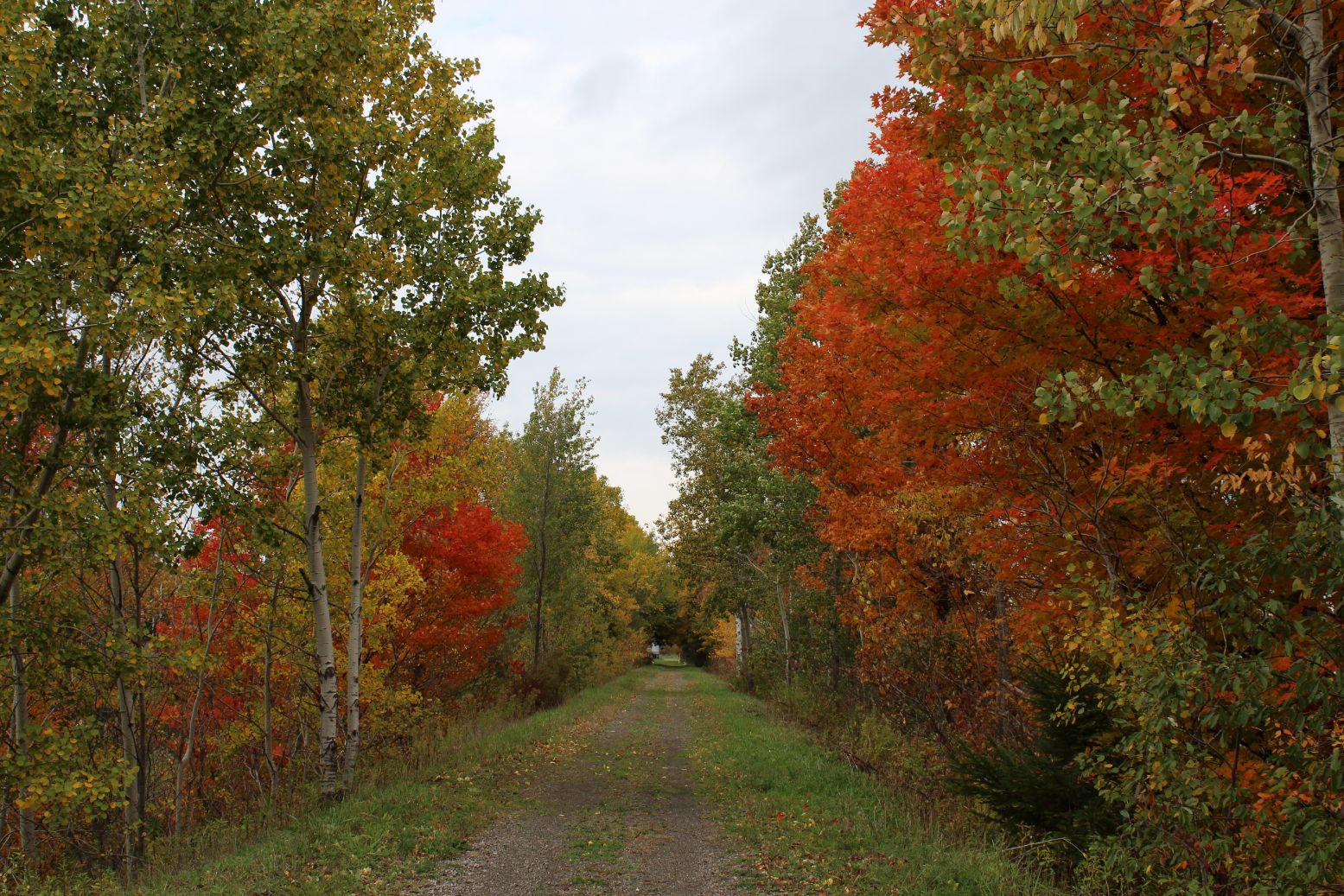 A dirt road with trees in the background